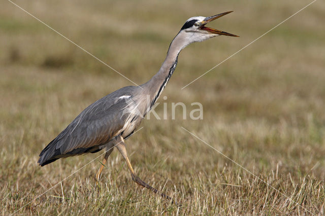 Blauwe Reiger (Ardea cinerea)