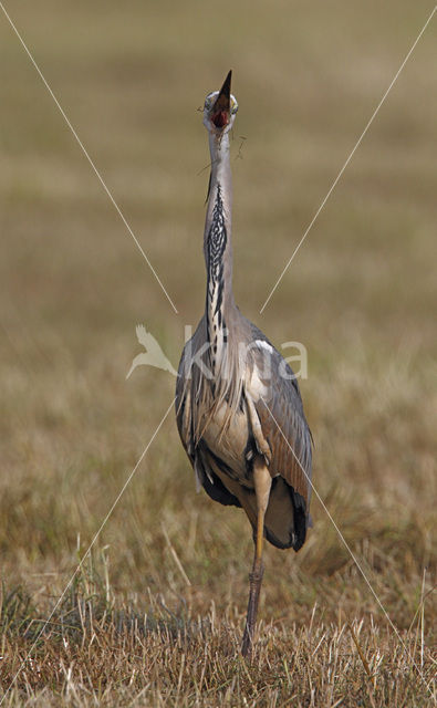 Blauwe Reiger (Ardea cinerea)