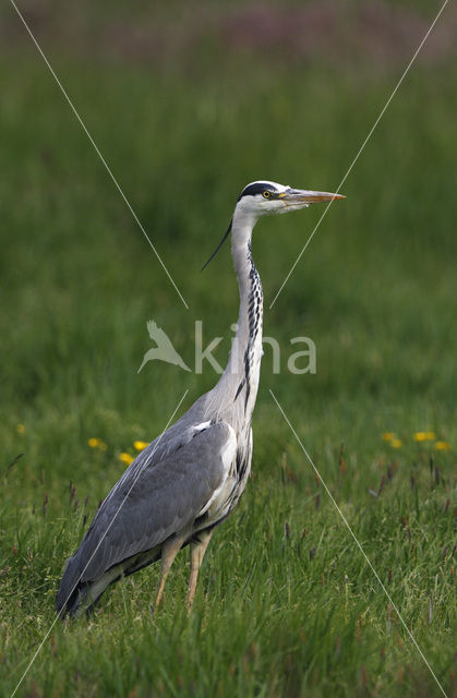 Blauwe Reiger (Ardea cinerea)