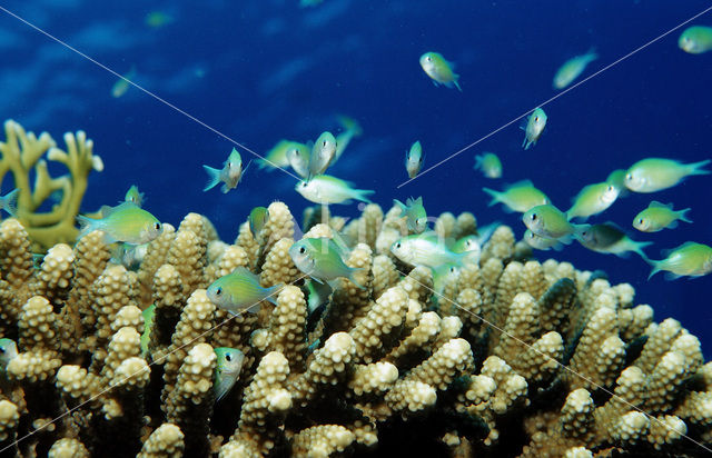 Blauwgroene juffer (Chromis viridis)