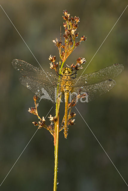 Bloedrode heidelibel (Sympetrum sanguineum)