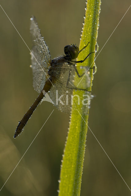 Bloedrode heidelibel (Sympetrum sanguineum)