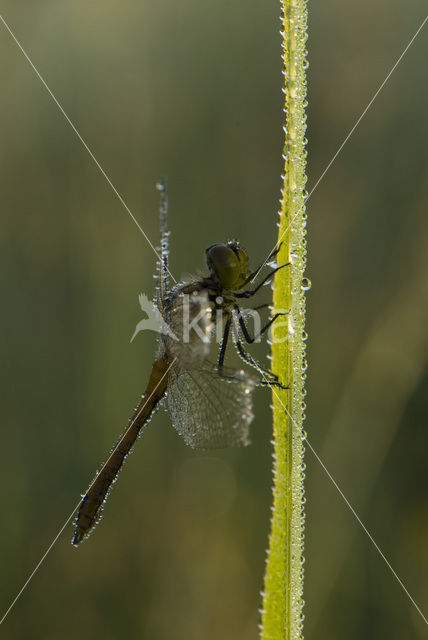 Bloedrode heidelibel (Sympetrum sanguineum)