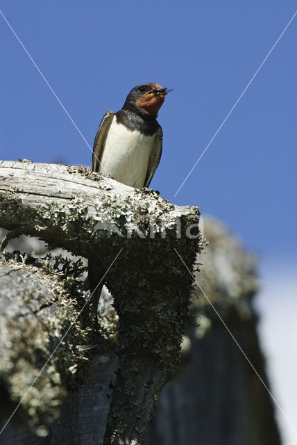 Boerenzwaluw (Hirundo rustica)