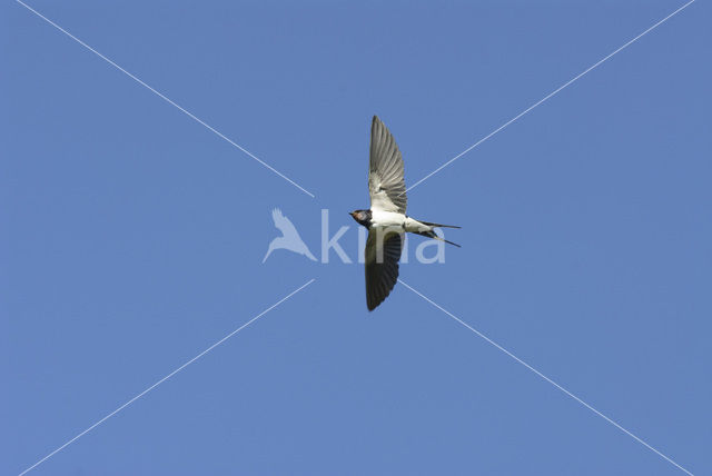 Boerenzwaluw (Hirundo rustica)