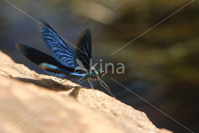 Bosbeekjuffer (Calopteryx virgo)