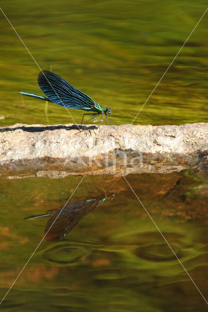 Bosbeekjuffer (Calopteryx virgo)