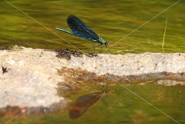 Bosbeekjuffer (Calopteryx virgo)