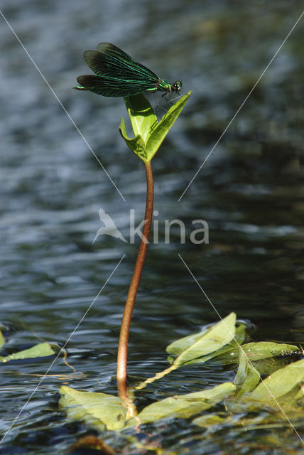 Bosbeekjuffer (Calopteryx virgo)