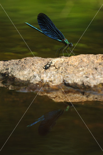 Beautiful Demoiselle (Calopteryx virgo)