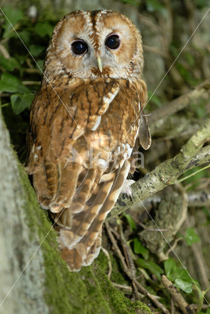 Bosuil (Strix aluco)