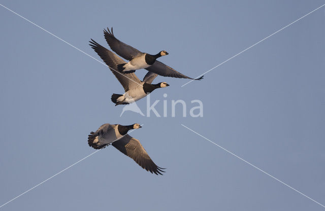 Brandgans (Branta leucopsis)