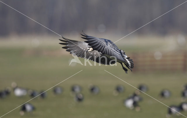 Brandgans (Branta leucopsis)