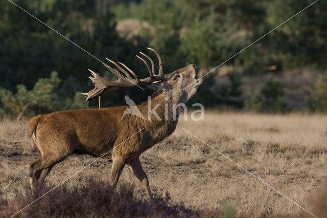 Edelhert (Cervus elaphus)