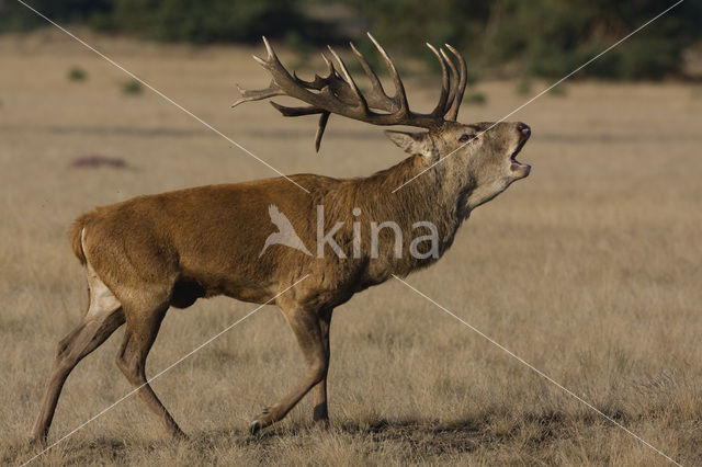 Edelhert (Cervus elaphus)