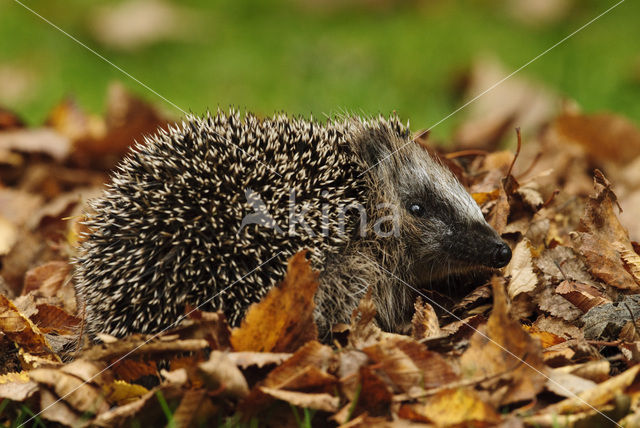 Egel (Erinaceus europaeus)