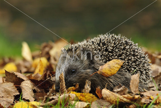 Egel (Erinaceus europaeus)