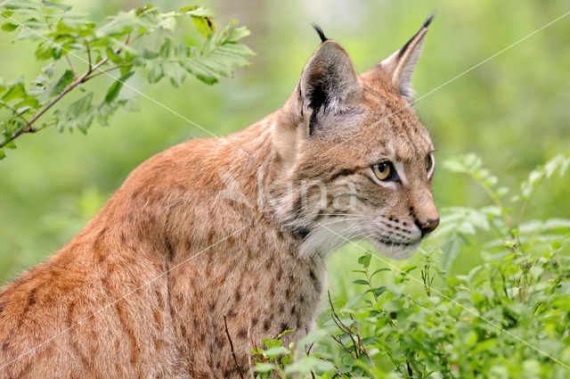 Euraziatische lynx (Lynx lynx)