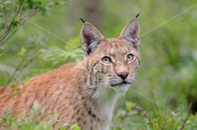 Euraziatische lynx (Lynx lynx)