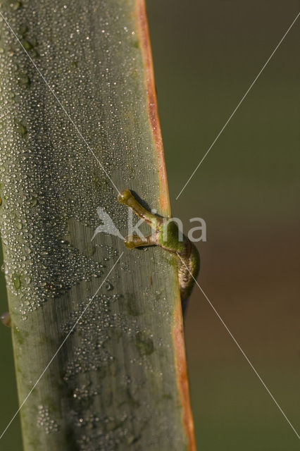 Europese boomkikker (Hyla arborea)