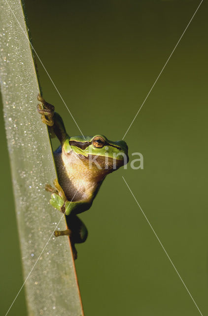 Europese boomkikker (Hyla arborea)