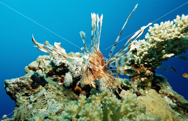 Gewone Koraalduivel (Pterois volitans)