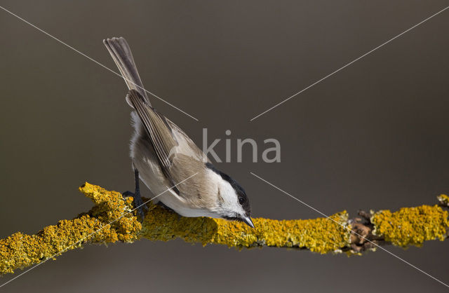 Glanskop (Parus palustris)