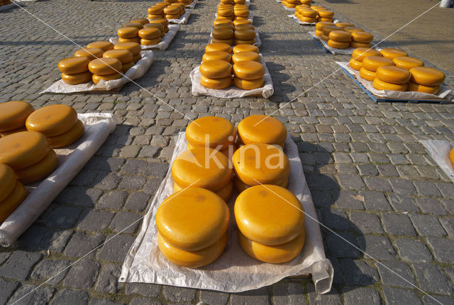 Gouda