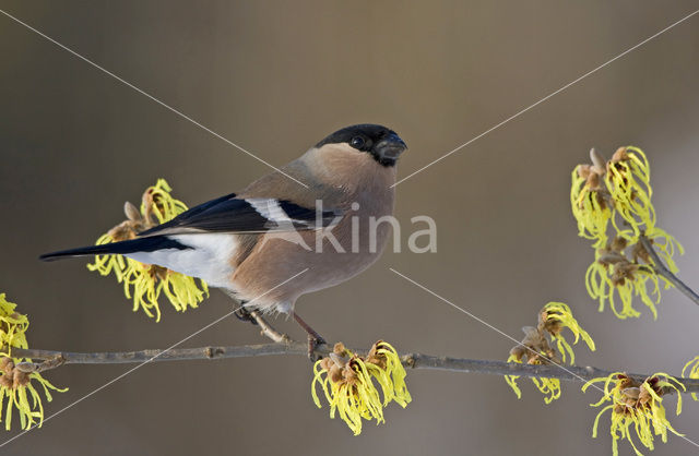 Eurasian Bullfinch (Pyrrhula pyrrhula)