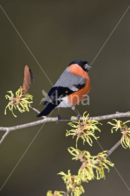 Eurasian Bullfinch (Pyrrhula pyrrhula)