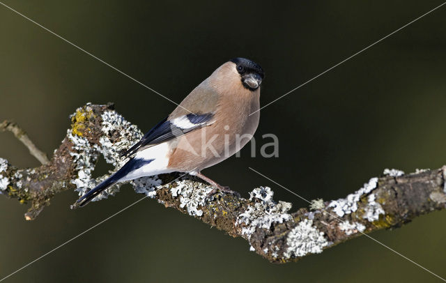 Eurasian Bullfinch (Pyrrhula pyrrhula)