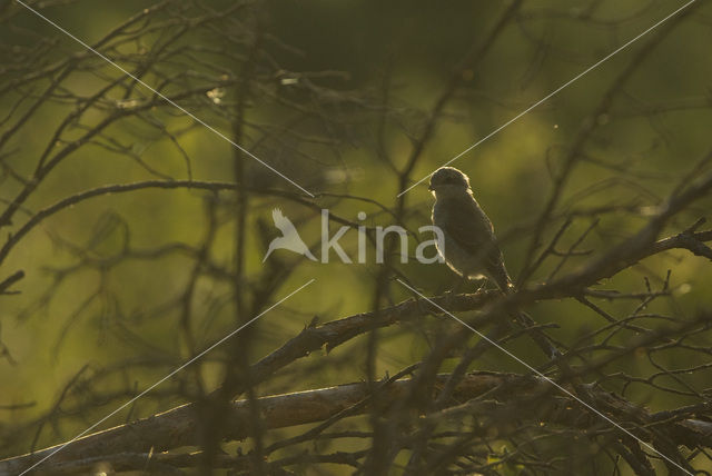 Grauwe Klauwier (Lanius collurio)