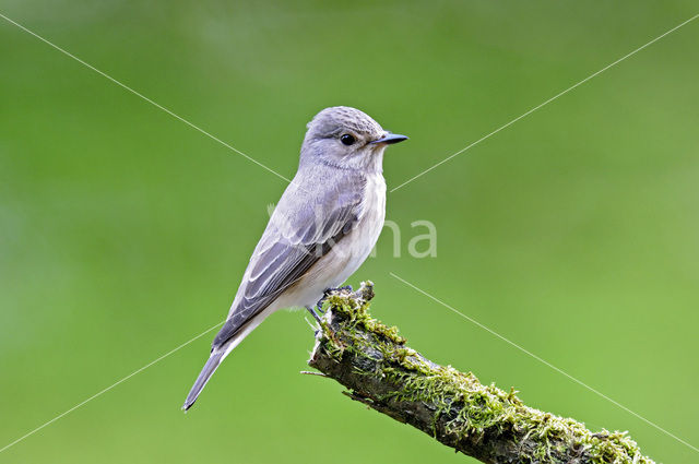 Grauwe Vliegenvanger (Muscicapa striata)