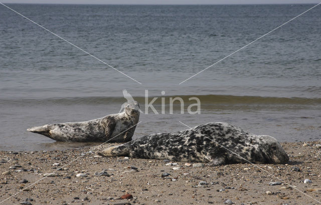 Grijze zeehond