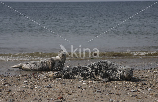 Grijze zeehond