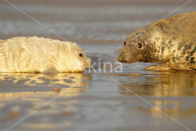 Grijze zeehond