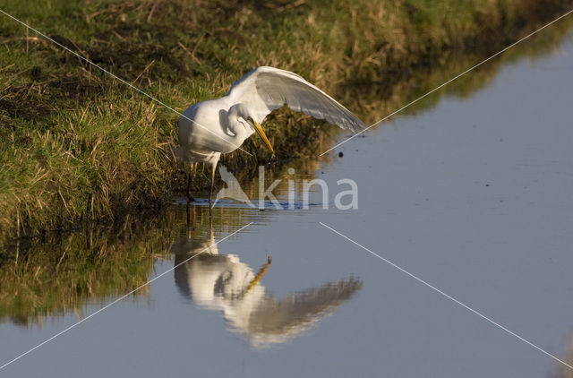 Grote zilverreiger (Casmerodius albus)