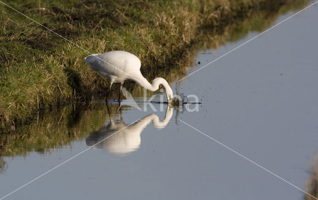 Grote zilverreiger (Casmerodius albus)