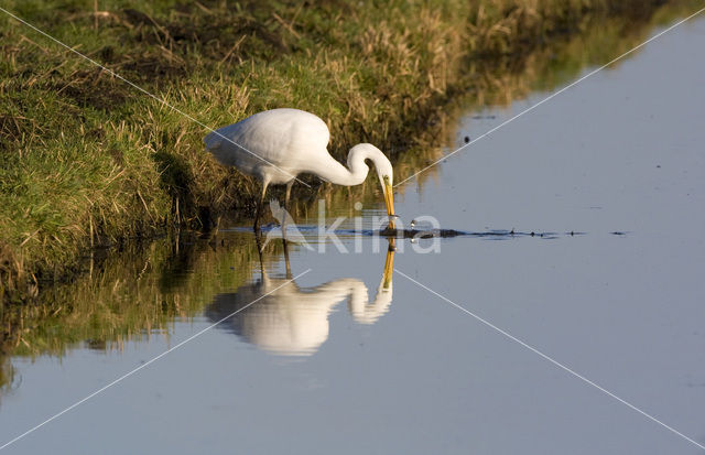 Grote zilverreiger (Casmerodius albus)