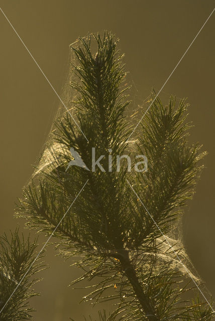 Grove den (Pinus sylvestris)