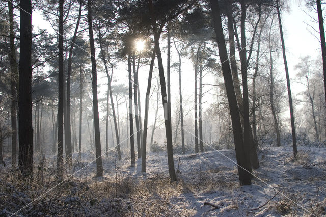 Grove den (Pinus sylvestris)