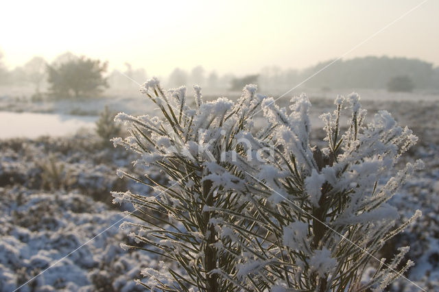 Grove den (Pinus sylvestris)