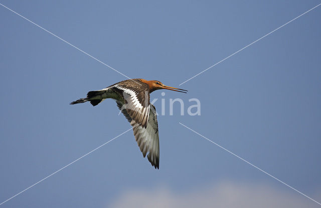 Grutto (Limosa limosa)