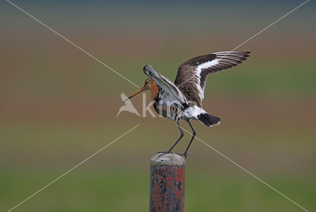 Grutto (Limosa limosa)