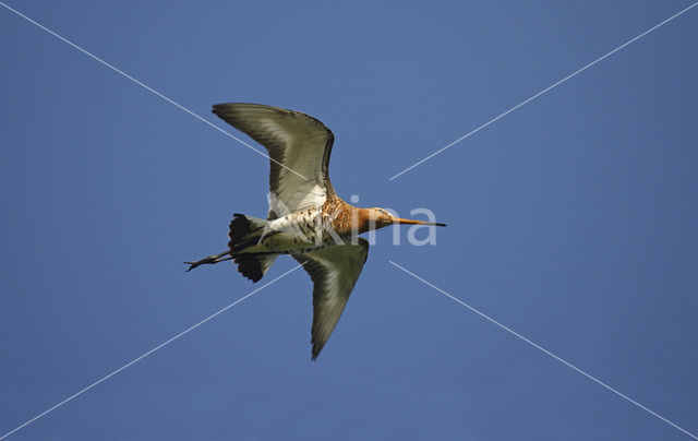 Grutto (Limosa limosa)