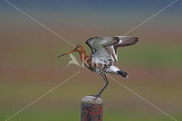 Grutto (Limosa limosa)