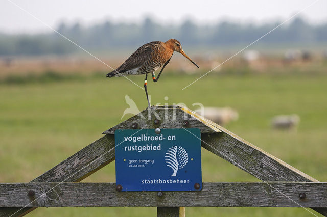 Grutto (Limosa limosa)