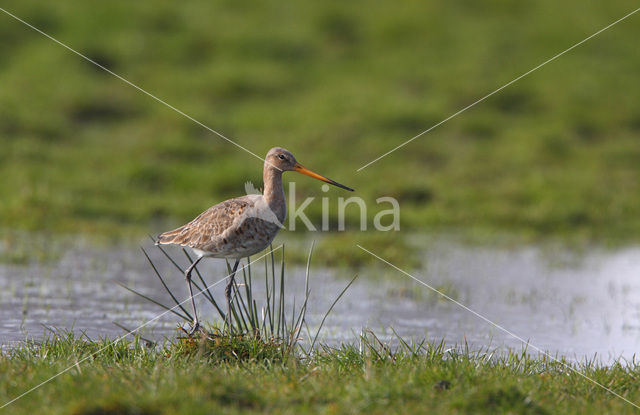 Grutto (Limosa limosa)