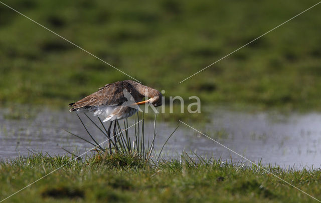 Grutto (Limosa limosa)