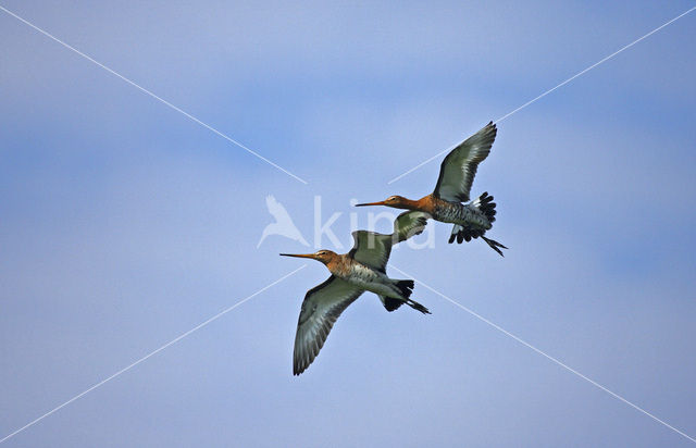 Grutto (Limosa limosa)